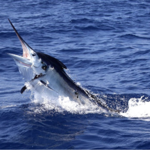 Fly Fishing for Marlin in the Caribbean