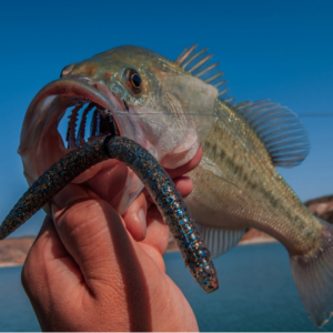 Plastic Worms in Bass Fishing