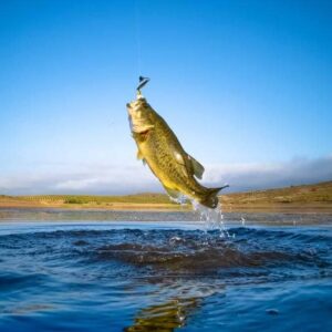 The Best Techniques for Catching Freshwater Fish