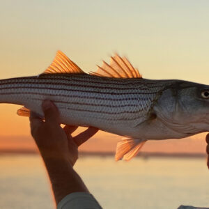 Best Techniques for Catching Striper