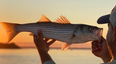 Best Techniques for Catching Striper