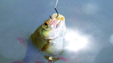 How to Use Live Bait to Catch More Fish
