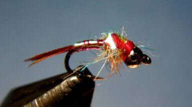 rainbow warrior fly