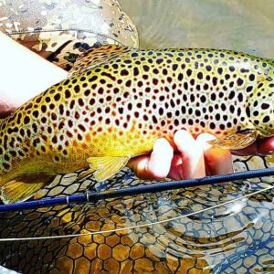 The Best Techniques for Catching Trout