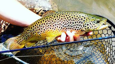 The Best Techniques for Catching Trout