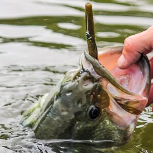 The Best Tips for Bank Fishing