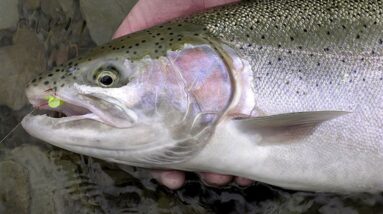 The Ultimate Guide to Steelhead Fishing