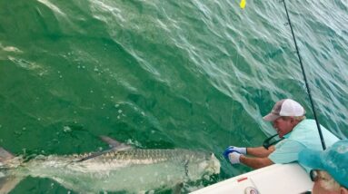 The Ultimate Guide to Tarpon Fishing