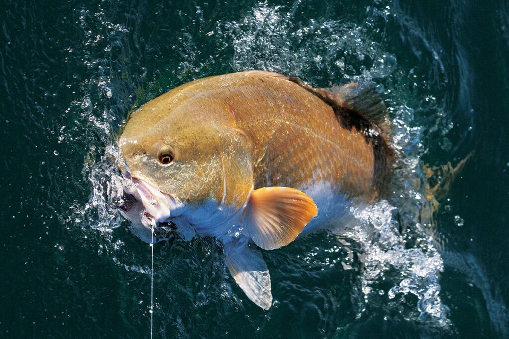  The Secrets of Bull Redfish