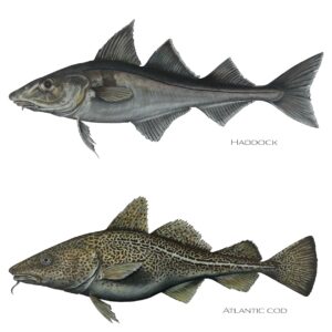 haddock vs cod
