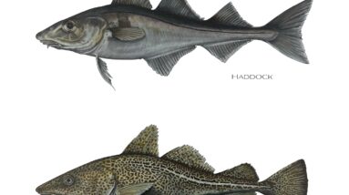 haddock vs cod