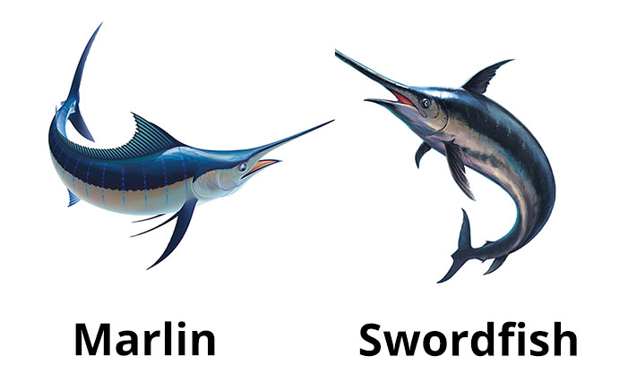 marlin vs swordfish