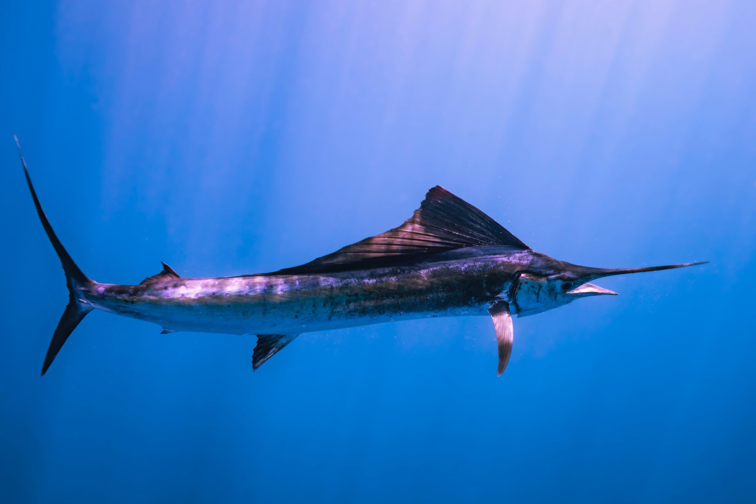 Marlin vs Swordfish