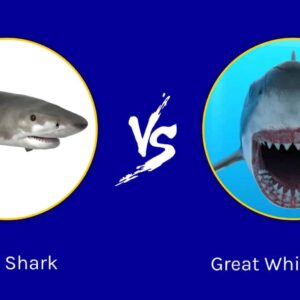 tiger shark vs great white