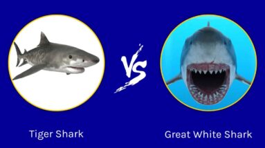 tiger shark vs great white