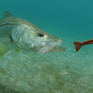 Snook Fishing in Honduras