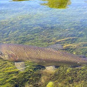 The Best Tips for Creek Fishing