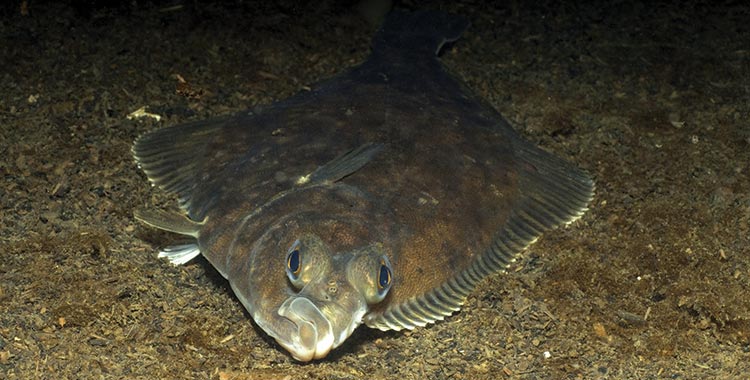 Flounder gigging, a nocturnal fishing technique, has been captivating anglers for generations.