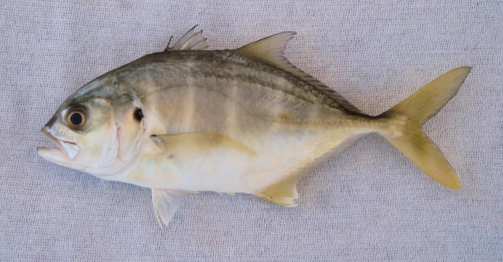 The Mysteries of Jack Crevalle