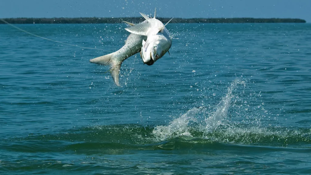 A Deep Dive into the Thrilling World of Tarpon Fishing.

