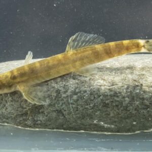 The Most Endangered Freshwater Fish
