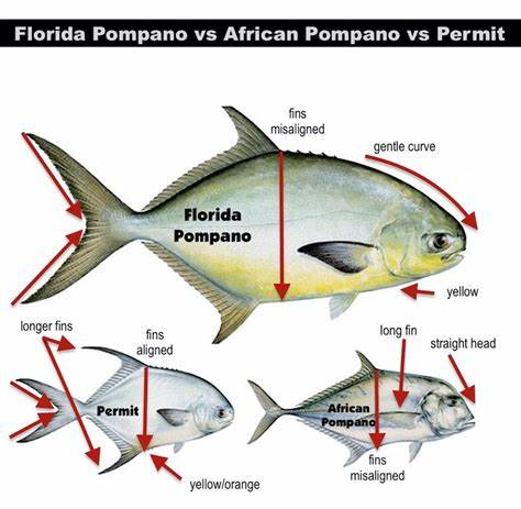 pompano fishing