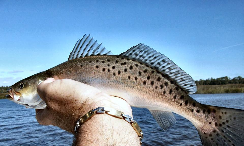 inshore fishing in georgia