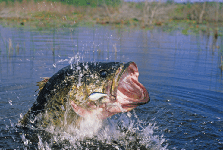 fall bass fishing in florida