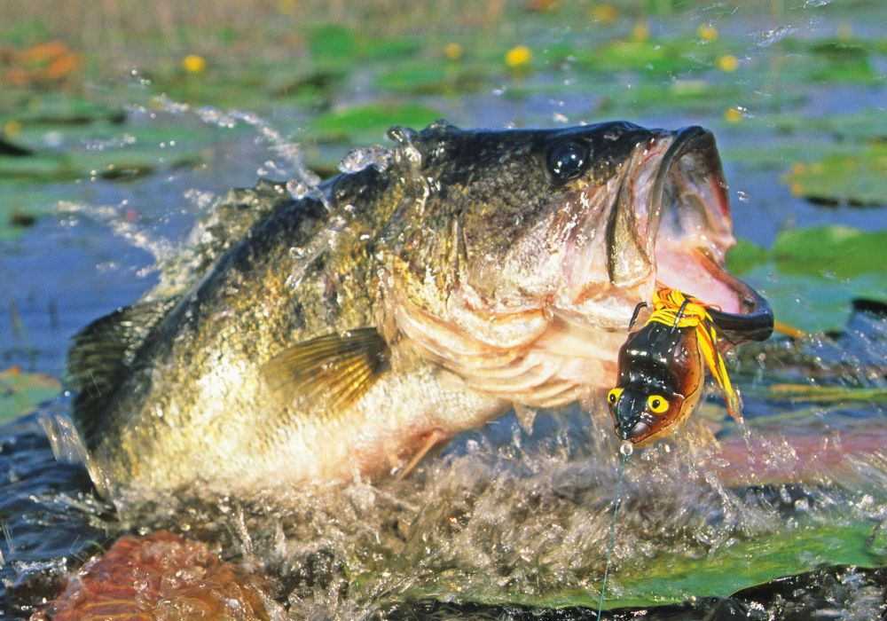 Mastering Largemouth Bass Fishing with Frogs