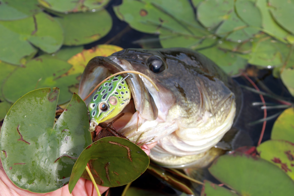 Mastering Largemouth Bass Fishing with Frogs