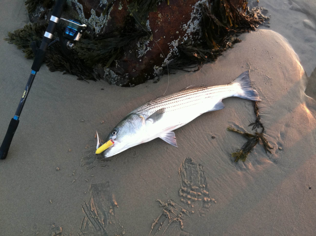 Saltwater Fishing with Poppers