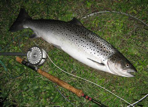 Mastering Sea Trout Fishing