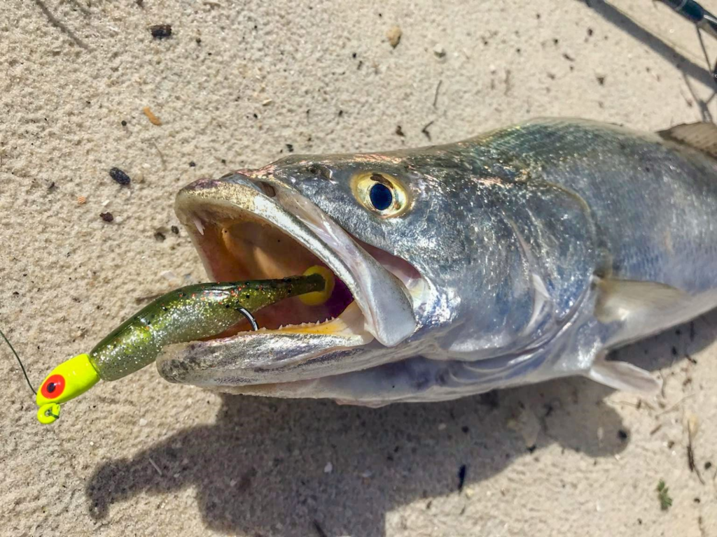 Mastering Sea Trout Fishing