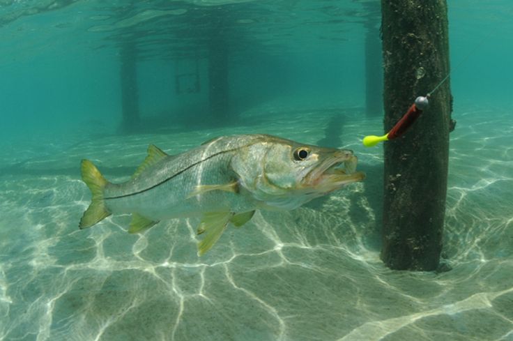beginner fishing guide