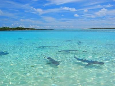 Experience Fishing in the Exumas