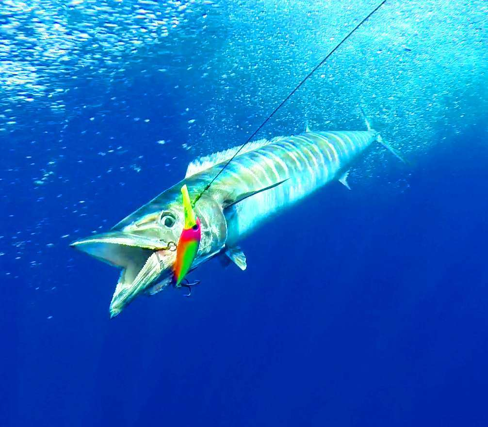 Trolling for Wahoo