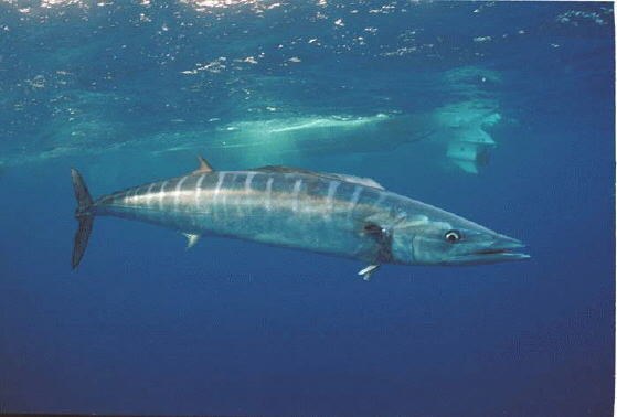 Trolling for Wahoo