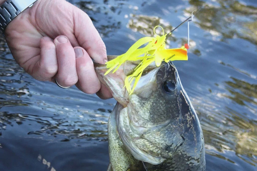 Lures for Bass in Fall 2025