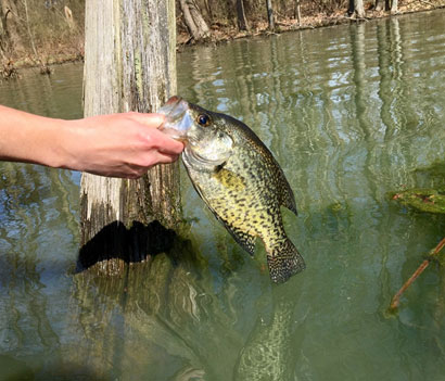Crappie fishing for beginners