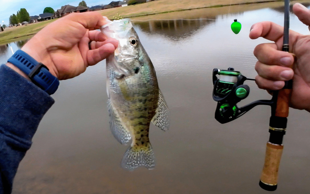 Crappie fishing for beginners