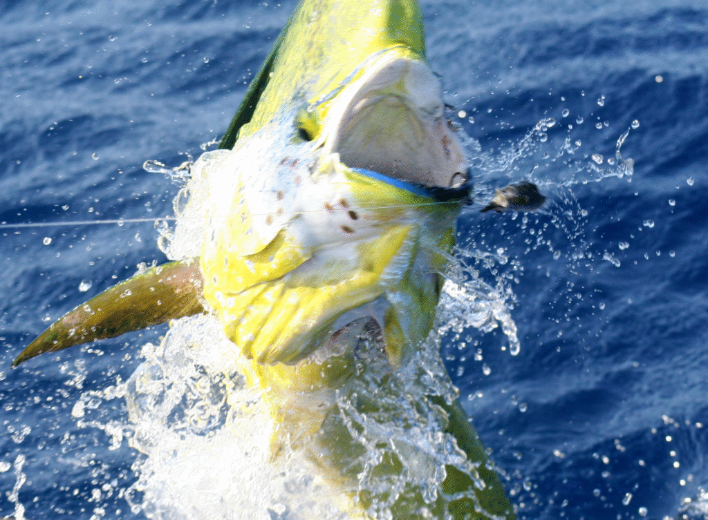 Venezuela Sport Fishing